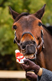 Candy Horse Sneeuwman koekje